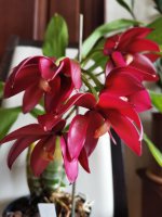 IMG_20201025_114828.jpg