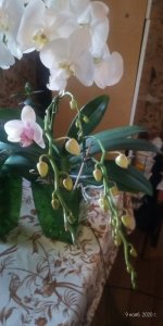 P_20201109_160632_p.jpg