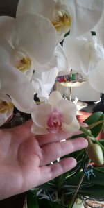 P_20201109_102207_p.jpg
