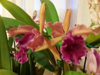 20201110_073118.jpg