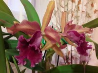 20201110_073202.jpg