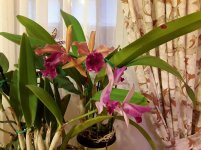20201110_073246.jpg