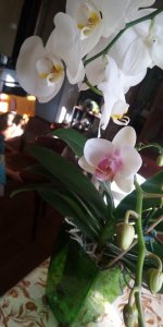 P_20201109_102059_p.jpg