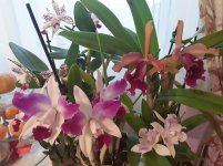 20201111_090933.jpg