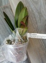 IMG_20201110_125402.jpg