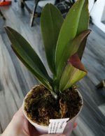 IMG_20201110_125436.jpg