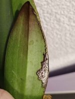 IMG_20201110_214823.jpg
