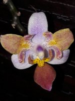 P. equestris  Three Lips 2.jpg