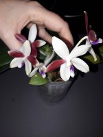 Phal. tetraspis Mainshow #1.jpg