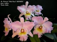 Bc.-Pastoral-Pink-Pearl.2jpg.jpg