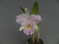 Bc.-Pastoral-Pink-Pearl.jpg