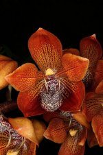 HOULLETIA brocklehurstiana3.jpg