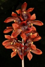HOULLETIA brocklehurstiana1.jpg
