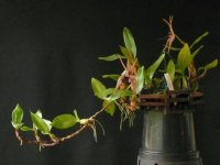 Epigeneium_amplum_500.jpg