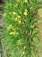 Maxillaria_vitelliniflora_Orchi_48.jpg