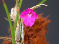 1200px-Isabelia_pulchella.jpg