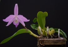 Laelia fidelensis.2jpg.jpg