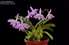 Laelia fidelensis.jpg