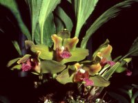 Bifrenaria_fuerstenbergiana_Orchi_03.jpg