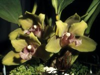 Bifrenaria_fuerstenbergiana_Orchi_01.jpg
