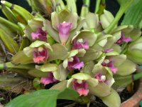 1200px-Bifrenaria_inodora_44.jpg