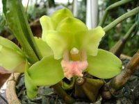 bifrenaria-fuerstenbergiana-foto-2229.jpg