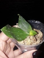 Tetraspis var imperatrpix fma coerulea mc.jpg