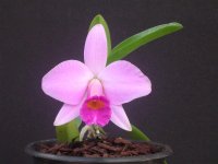 Laelia-praestans-.jpg