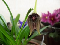 Masdevallia kuhnorum фото.jpg