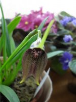 Masdevallia kuhnorum.jpg