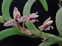 Maxillaria_0020_equitans.jpg