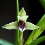 equitans-maxillaria-600x600.jpg