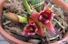 maxillaria-desvauxiana-foto-421.jpg