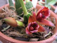 Maxillaria desvauxiana.jpg