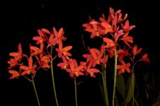 Laelia milleri.1.jpg