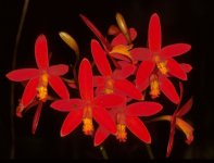 Laelia milleri..jpg