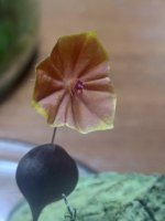 IMG_20201114_075922.jpg