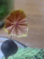 IMG_20201114_075930.jpg