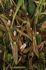 Cirrhaea_dependens-1jpg_16140502050_l_1024x1024.jpg