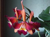 IMG_20201110_173425.jpg