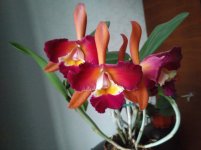 IMG_20201110_173354.jpg