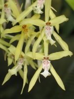 Miltonia_flavescens_3.jpg