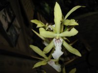 Miltonia_flavescens3.jpg