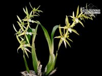 Miltonia_flawesc_4cda5a3b7e9b9.jpg