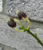 IMG_20201116_093155.jpg