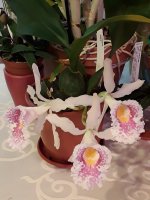 20201116_103217.jpg