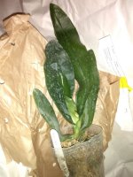 Phal.Mok Choui Yew x Yaphon Dragon Maiden 2,5 (2)m.jpg