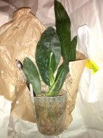 Phal.Mok Choui Yew x Yaphon Dragon Maiden 2,5 (3)m.jpg