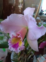 IMG_20201119_133641.jpg