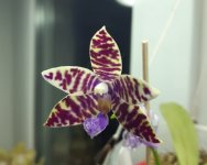 YangYang Blueberry x lueddemanniana coerulea.jpg